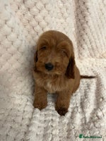 Cockapoo dogs - Advert 1