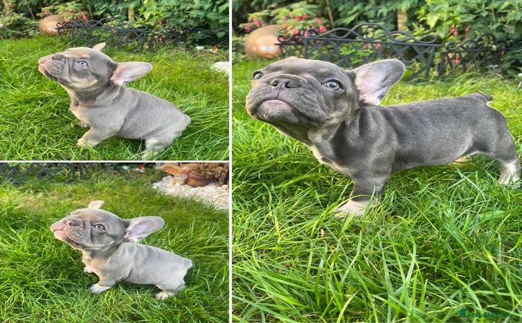 French Bulldog dogs - Advert 5