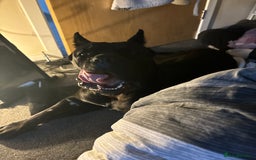 Cane Corso dogs for stud: Cane Corso (beautiful nature) in Stranraer - Image 4