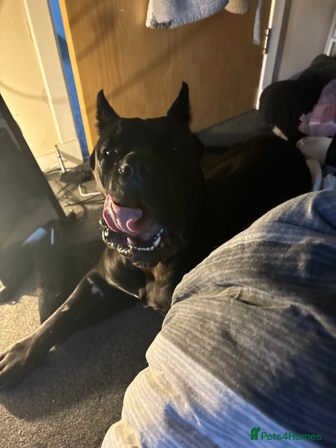 Cane Corso dogs for stud: Cane Corso (beautiful nature) in Stranraer - Image 4