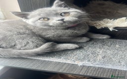 British Shorthair cats for sale: Last BSH Female kitten left, (ready to go NOW) in Ware - Image 9