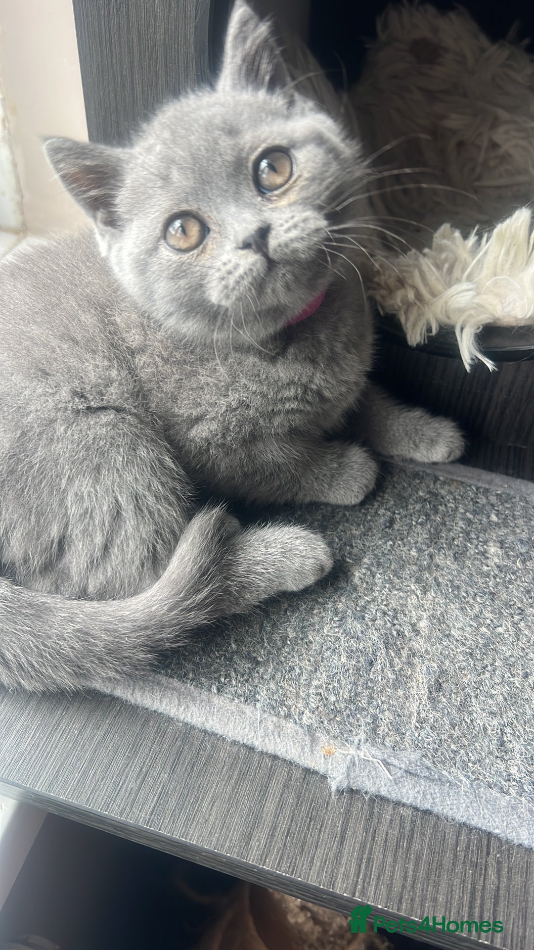 British Shorthair cats for sale: Last BSH Female kitten left, (ready to go NOW) in Ware - Image 9