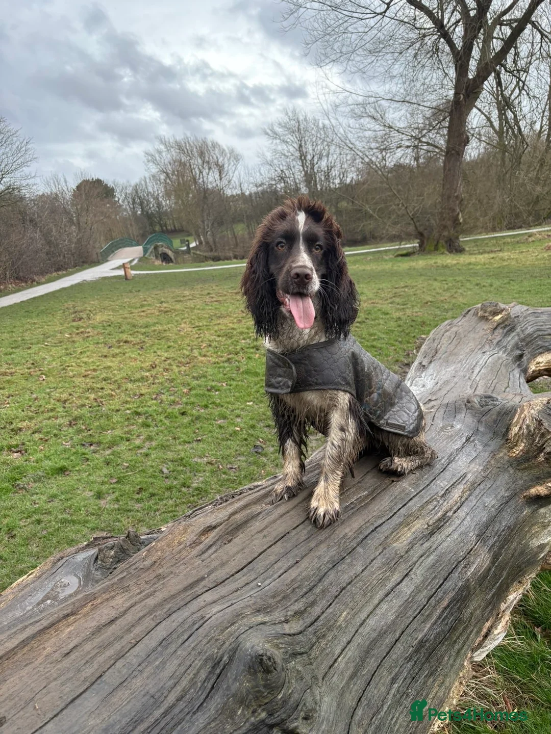 Sprocker dogs for stud: Rocket the sprocker spaniel stud - Advert 1