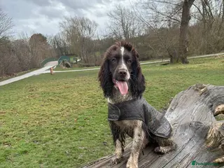 Sprocker dogs Rocket the sprocker spaniel stud - Advert 4