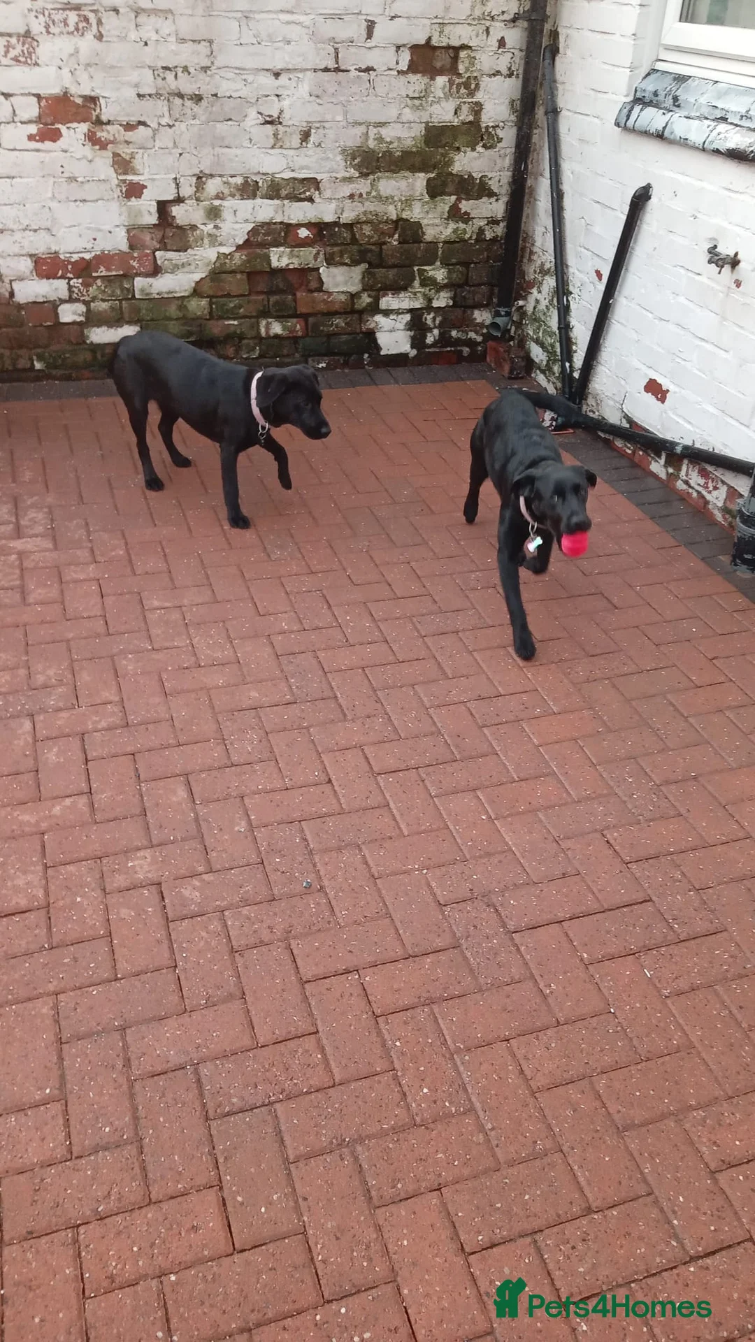 Labrador Retriever dogs for sale: Betty in Birkenhead - Advert 2