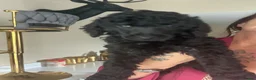 Poodle dogs for sale: Outstanding poodles different colours boys & girls in Liverpool - Advert 16