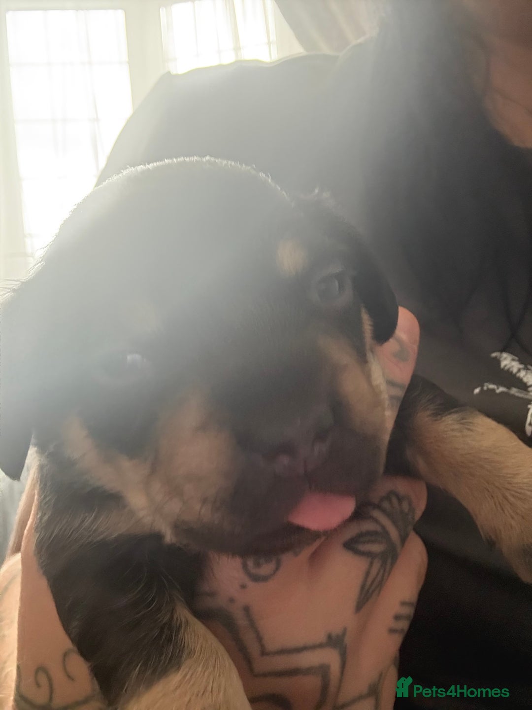 Mixed Breed dogs for sale: French weiner puppies - Image 4
