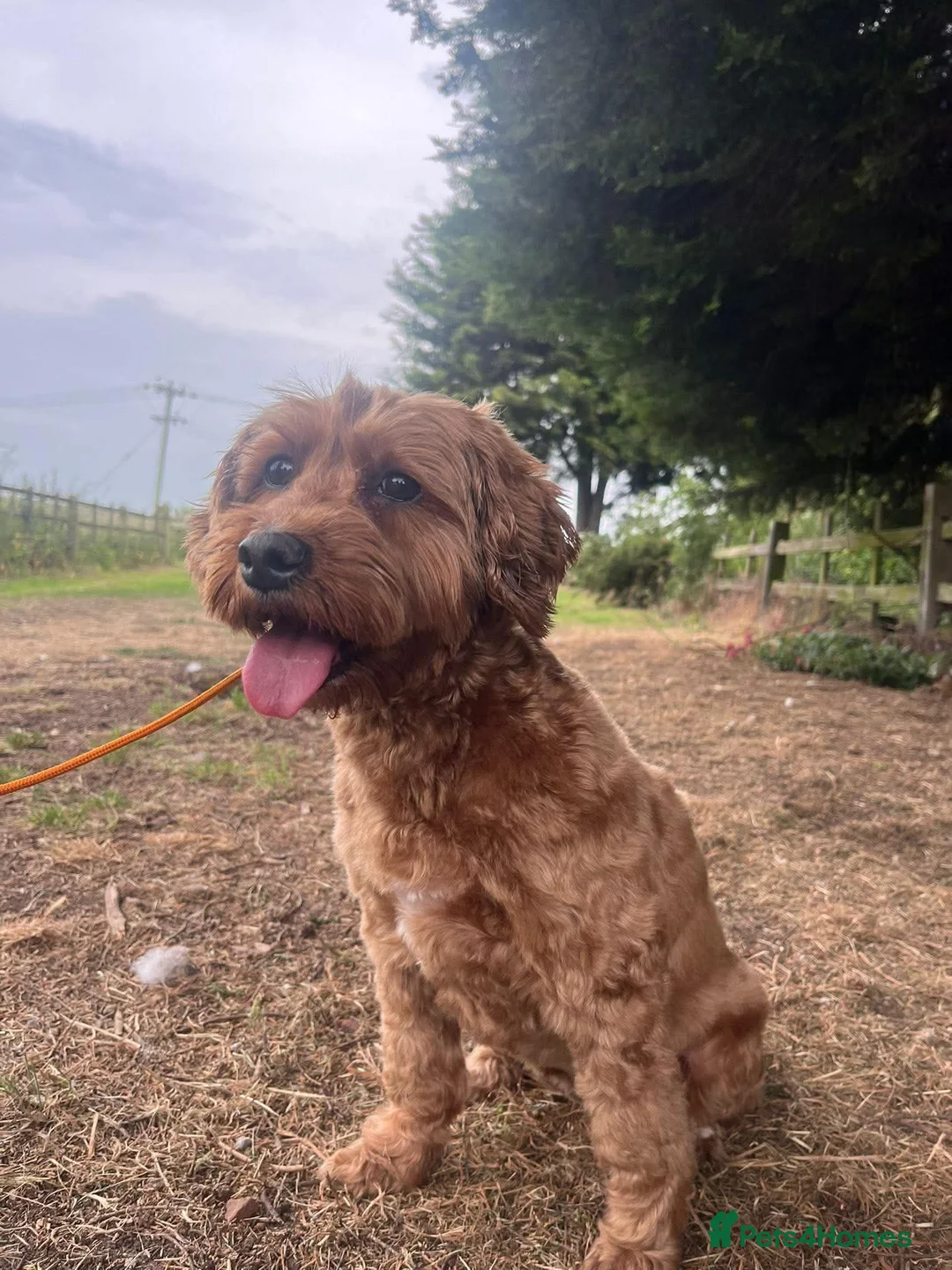 Cockapoo dogs for adoption: Tucker & Ruby - Bonded Pair - Advert 2