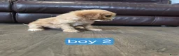 Cockapoo dogs for sale: Adorable F1 Cockapoo pups ♥️🐕🐾 in Bury Saint Edmunds - Advert 28