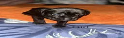 Mixed Breed dogs for sale: Cane corso puppies for sale in Yeovil - Advert 2