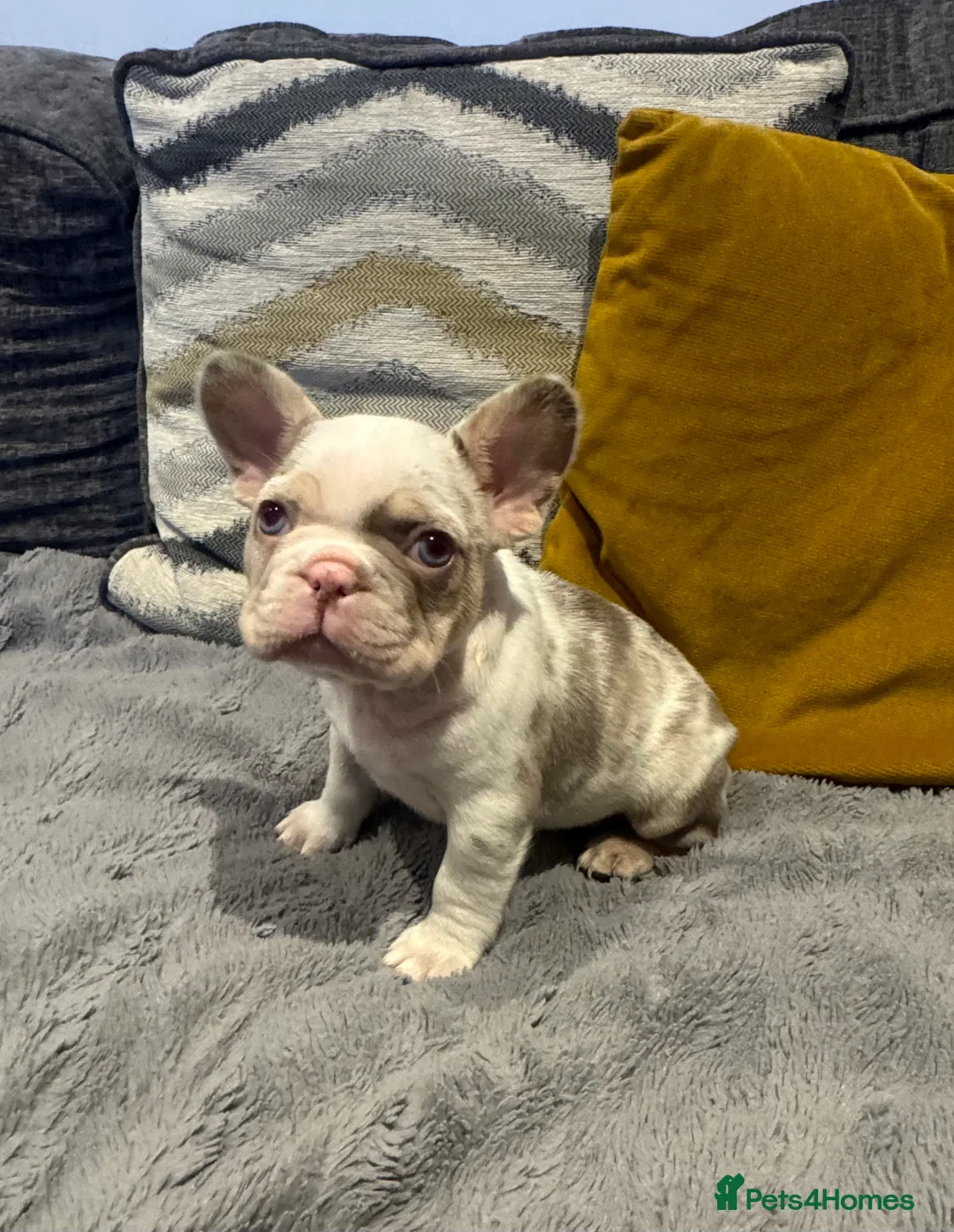 French Bulldog dogs for sale: High quality French bulldogs puppies  - Advert 16