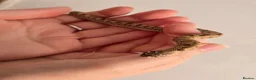 Snake reptiles for sale: Extreme Red Purple line Western Hognose CB26 - Advert 6