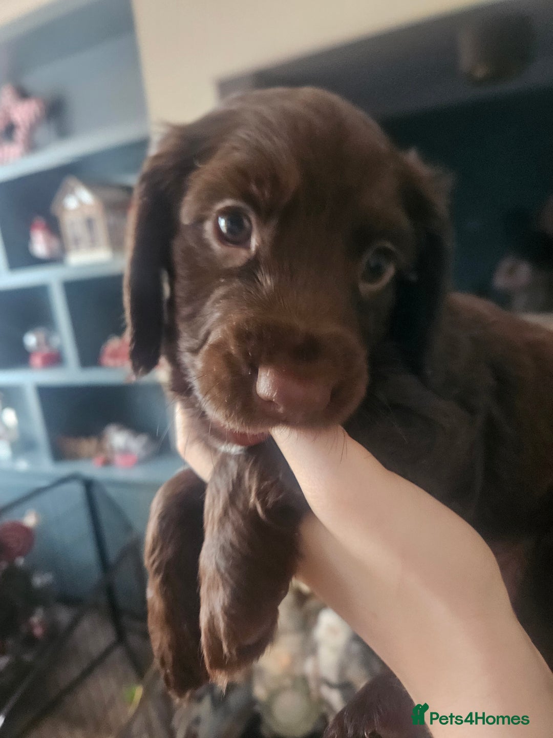 Sprocker dogs for sale: 3 chocolate sprocker males available  - Advert 11