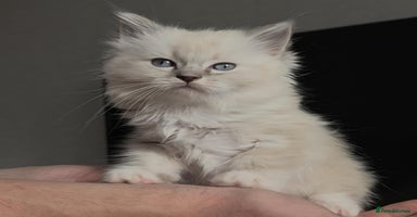 Ragdoll cats - Advert 15