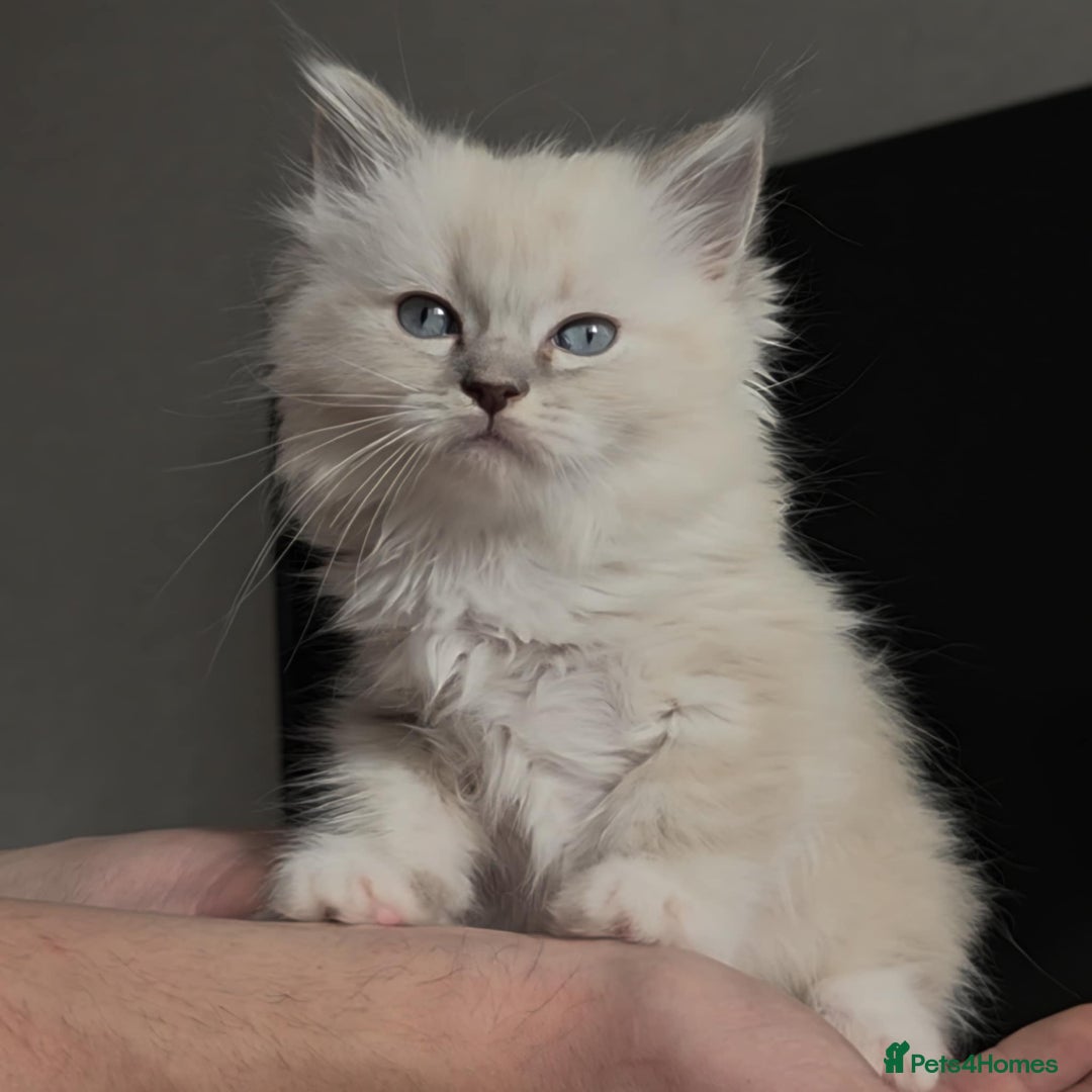 Ragdoll cats for sale: Ragdoll kittens ready to go! - Image 3