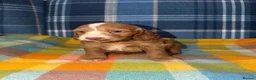 Cockapoo dogs for sale: 🧡💛💚Stunning Cockapoo Puppies - Ready 25th May - Advert 15