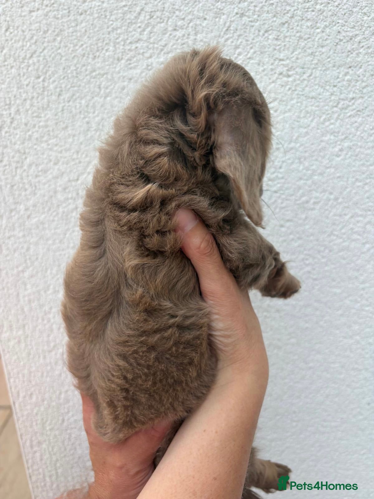 Miniature Dachshund dogs ♥️ONE LEFT ♥️long-haired mini dachshunds❤️ - Advert 2