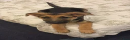 German Shepherd dogs for sale: German Shepherd Puppy “Goose”  - Advert 3