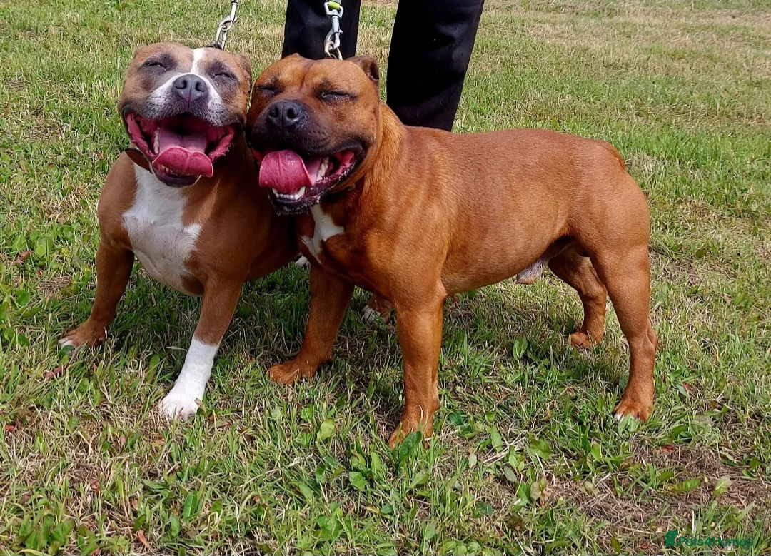 Staffordshire Bull Terrier dogs for stud: Red Staffordshire Bull Terrier Stud in Wolverhampton - Advert 7