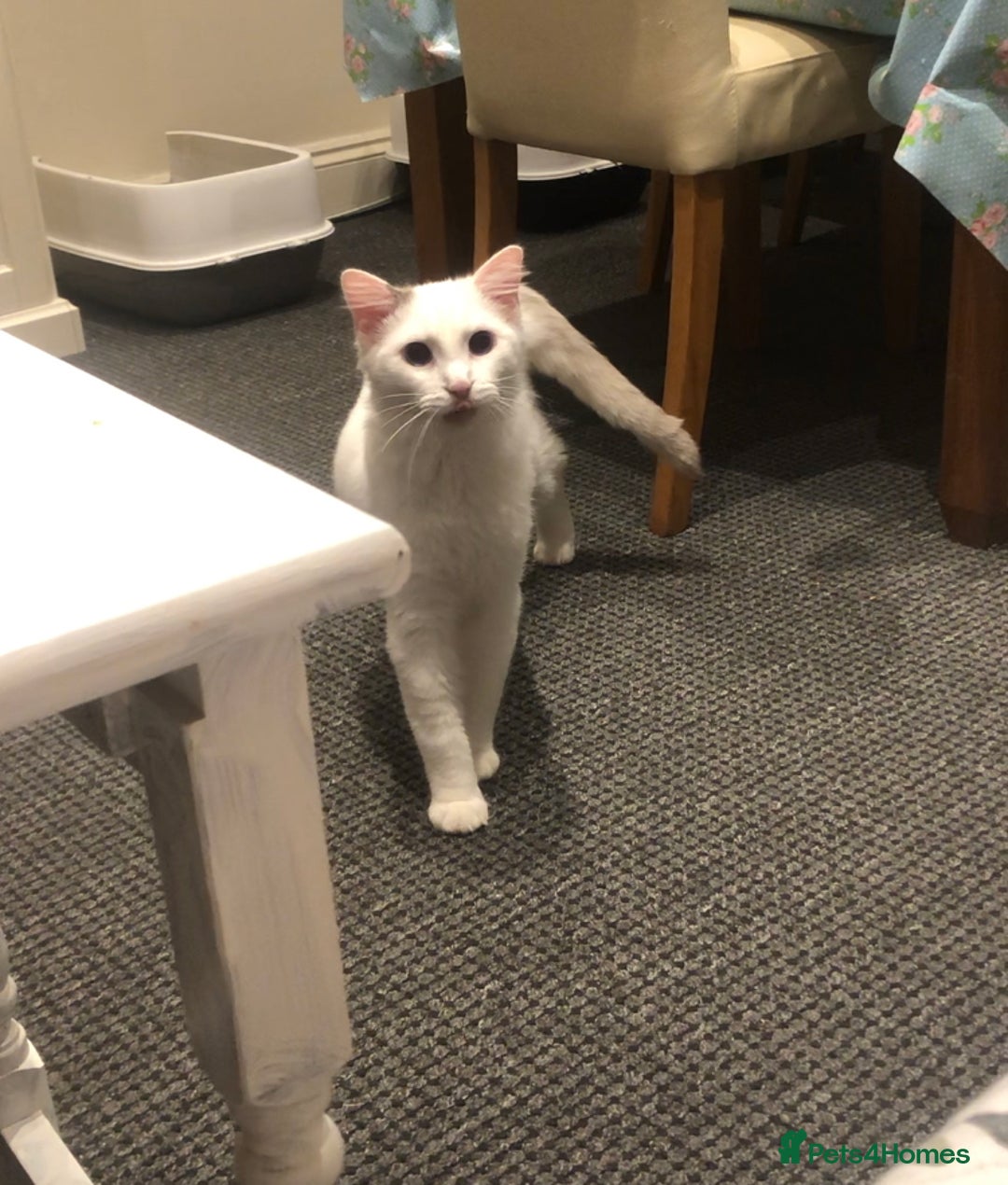 Ragdoll cats for sale: Pure ragdoll boy  - Advert 3