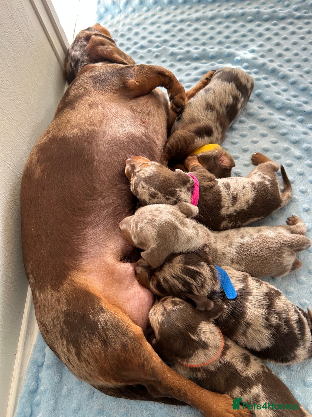 Miniature Dachshund dogs for sale: KC Miniature Dachshund 1 Choc & Isabella Dapple!!! - Advert 10