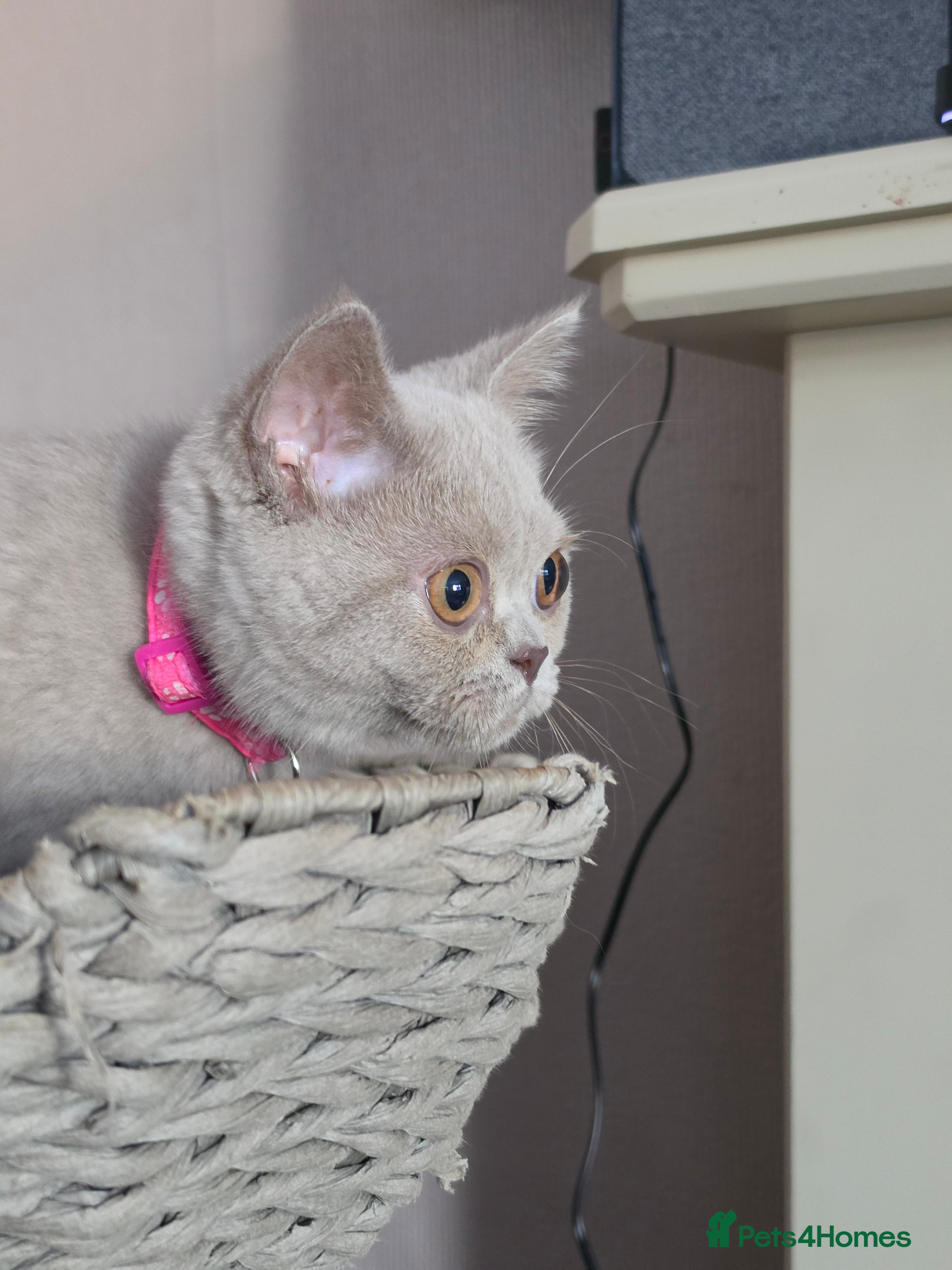 British Shorthair cats Gccf/tica ready now, blue girls lilac boys - Advert 2