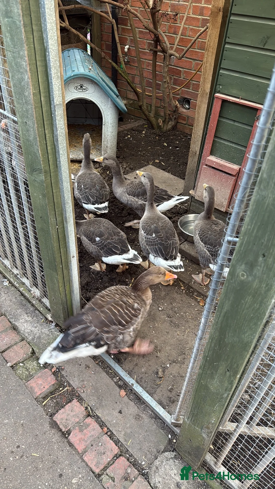 Geese poultry for sale: Greylag geese looking for new home in Immingham - Advert 3