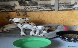 Dalmatian dogs for sale: Male Dalmatian puppy - Image 7