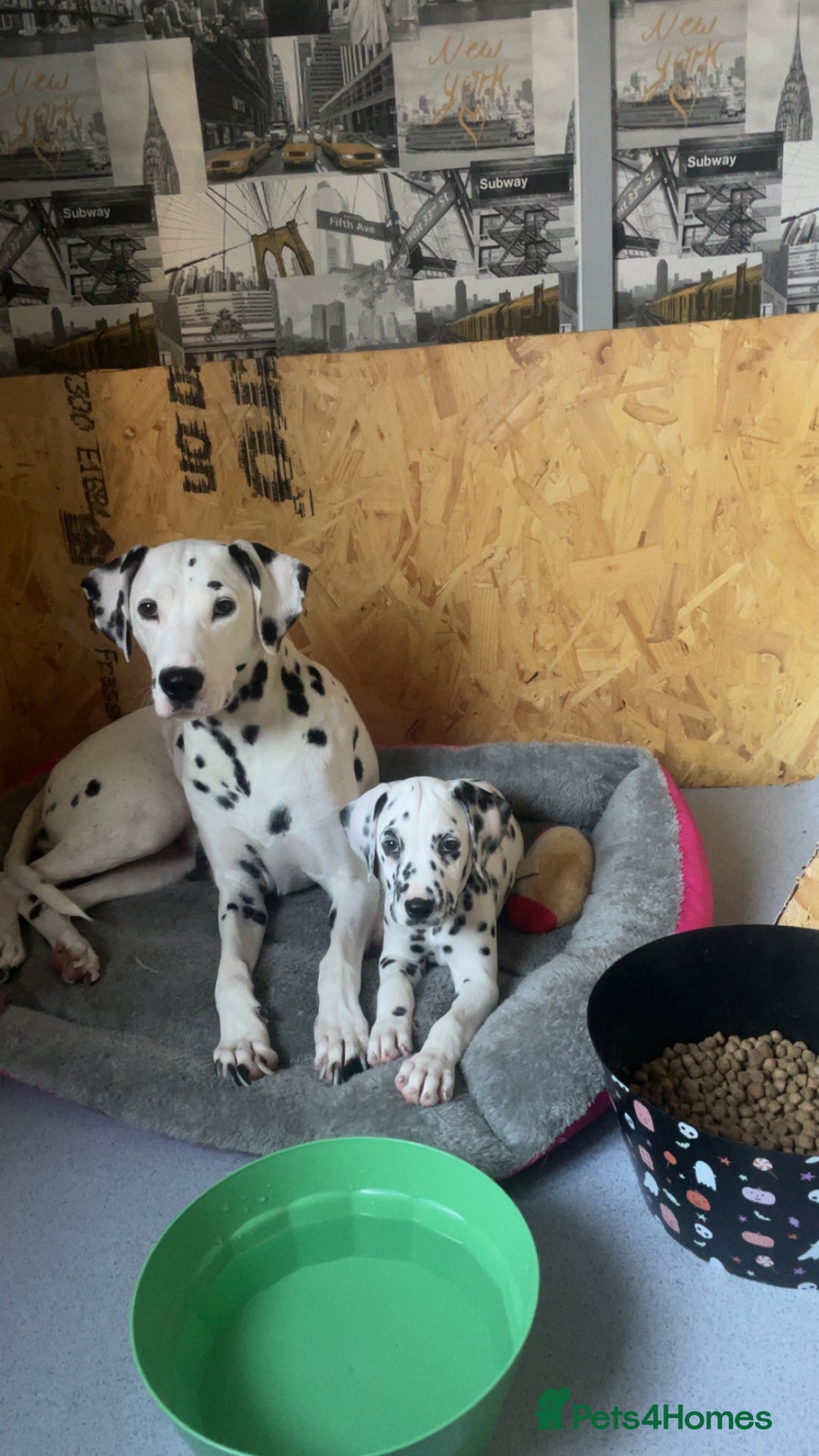Dalmatian dogs for sale: Male Dalmatian puppy - Image 7