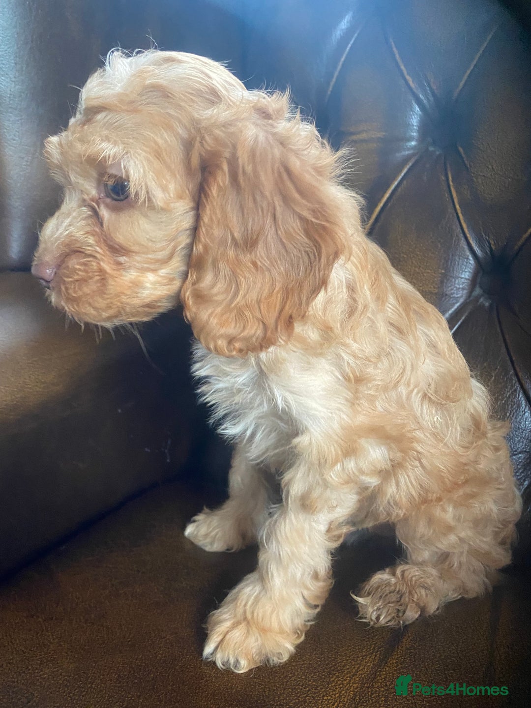 Cockapoo dogs for sale: Cockapoos  - Image 34