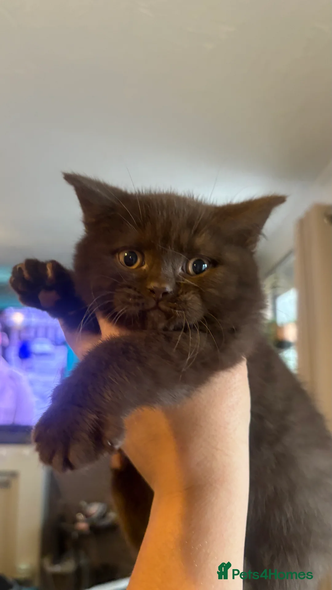 British Shorthair cats for sale: GCCF Registered 5 Generation British Shorthair - Advert 13