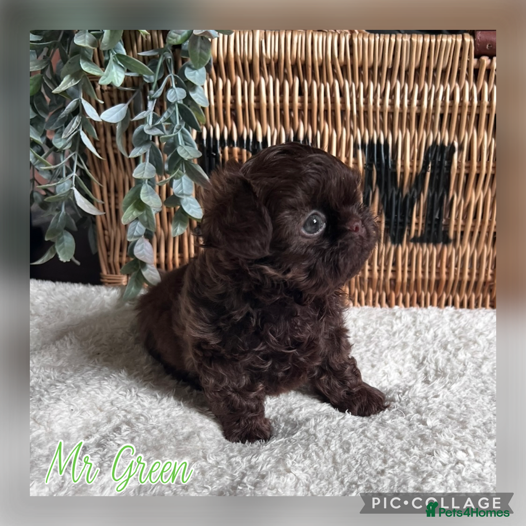 Shih Tzu dogs for sale: Stunning KC chocolate imperial Shihtzu puppies - Image 18