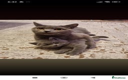 British Shorthair cats for sale: British shorthair - Image 5