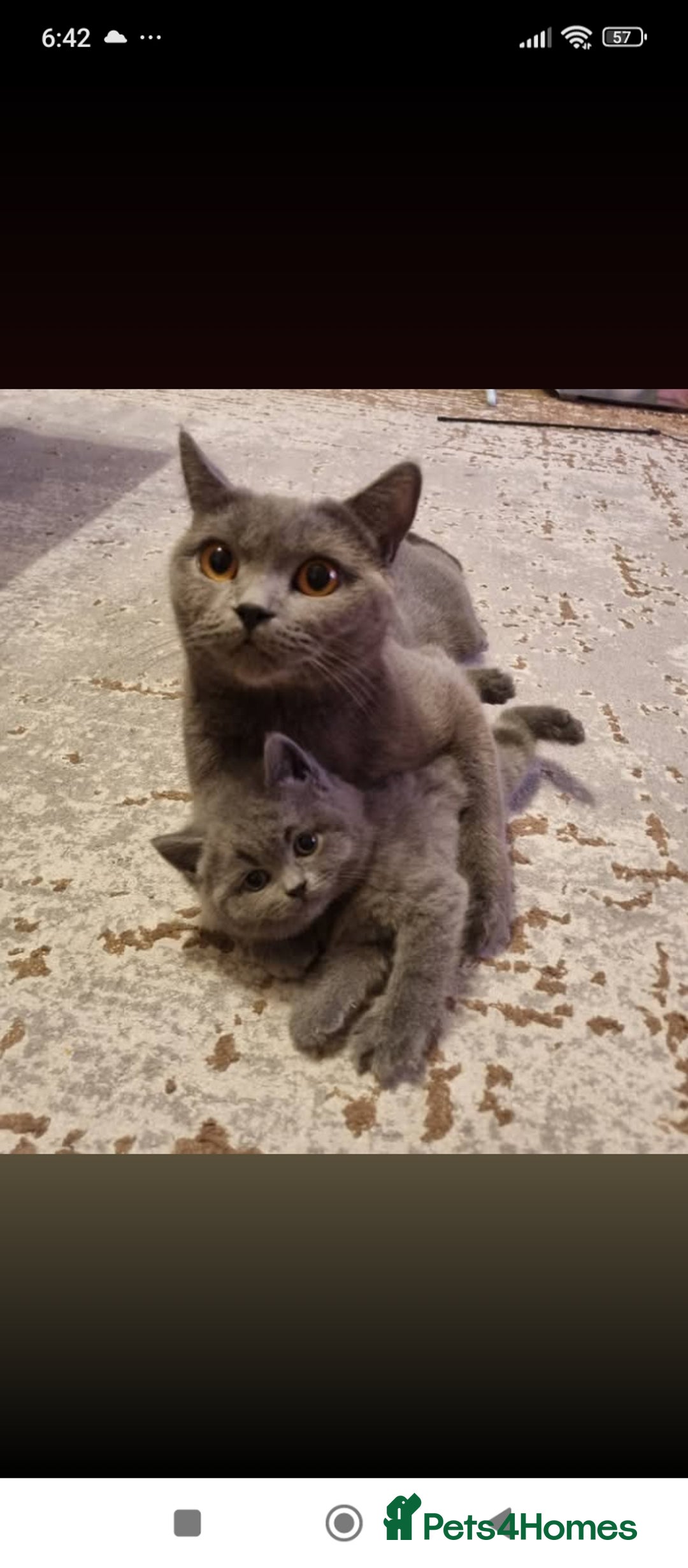 British Shorthair cats for sale: British shorthair - Image 5