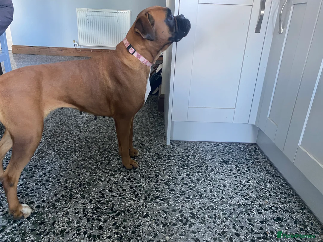 Boxer dogs for sale: 4 year old Boxer Girls - Advert 9