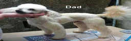 Toy Poodle dogs for sale: Beautiful red toy poodle puppies  - Advert 5