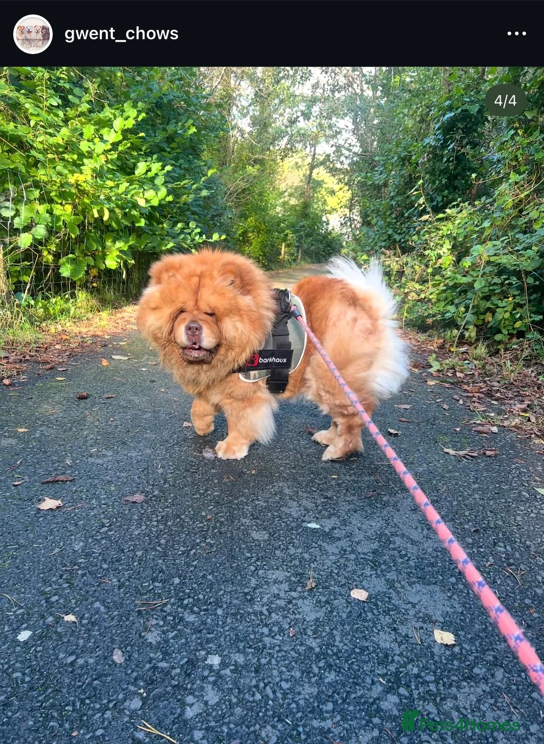 Chow Chow dogs for sale: 2 beautiful chow puppies 🐶  - Advert 2