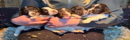 English Springer Spaniel dogs for sale: Cracking Springer Spaniel puppies  - Advert 5