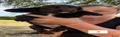 Sprocker 4