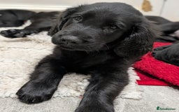 Flat coated Retriever dogs for sale: READY NOW Flat Coated Retriever Puppies - Image 26