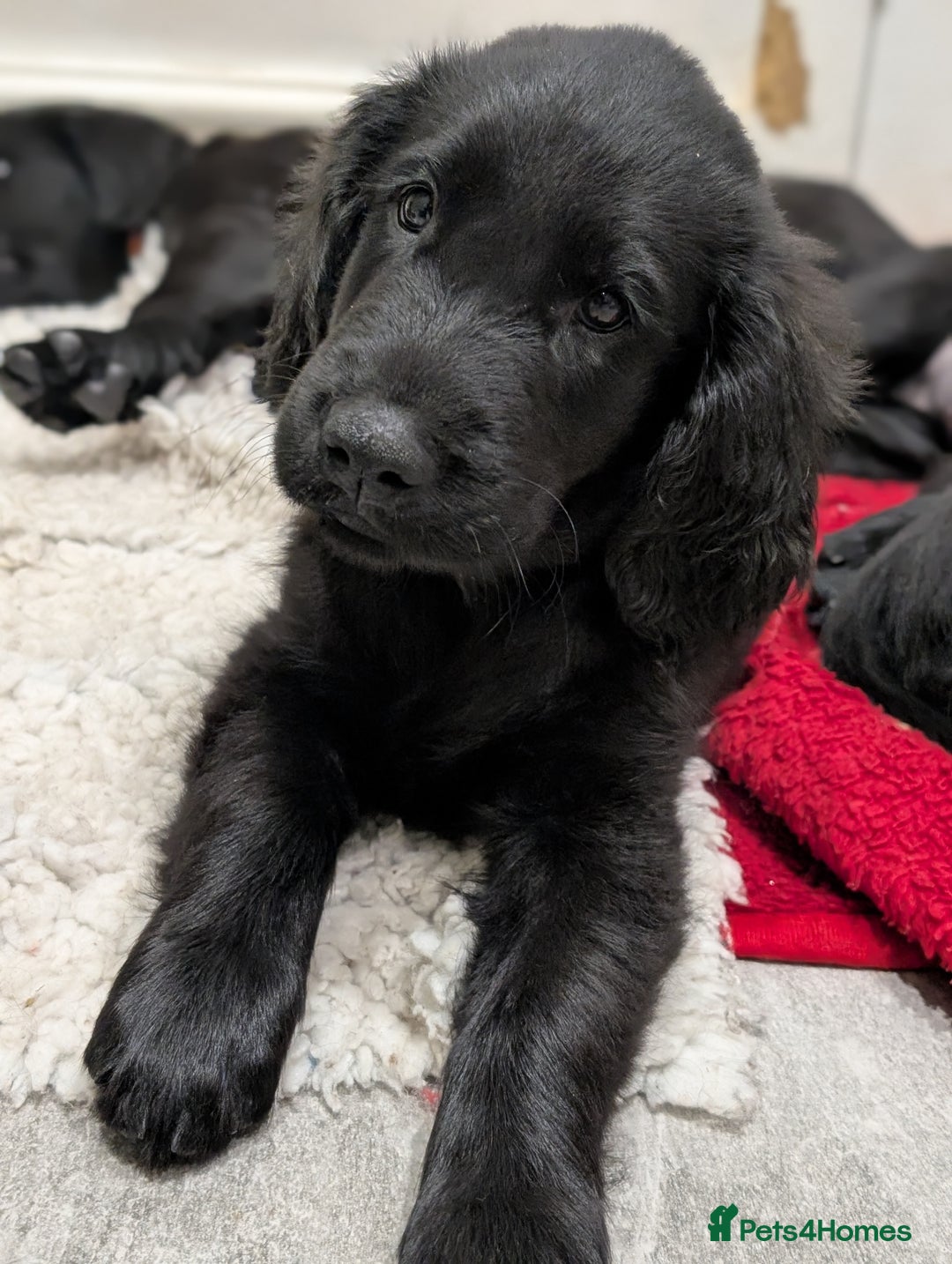 Flat coated Retriever dogs for sale: READY NOW Flat Coated Retriever Puppies - Image 26