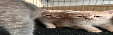 British Shorthair 3