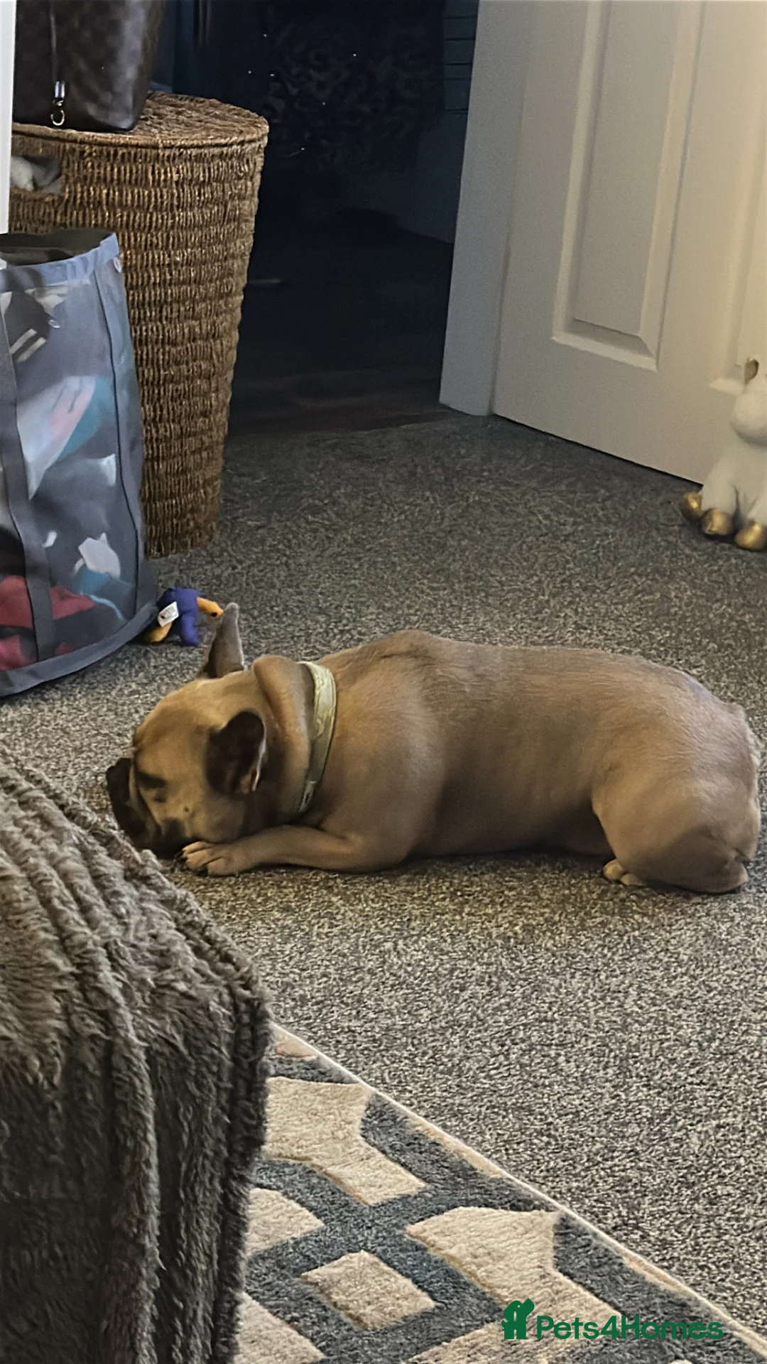French Bulldog dogs for sale: Our beautiful Frenchie Beau - Advert 7