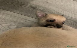 Miniature Pinscher dogs for sale: Miniature pinscher puppys - Advert 10