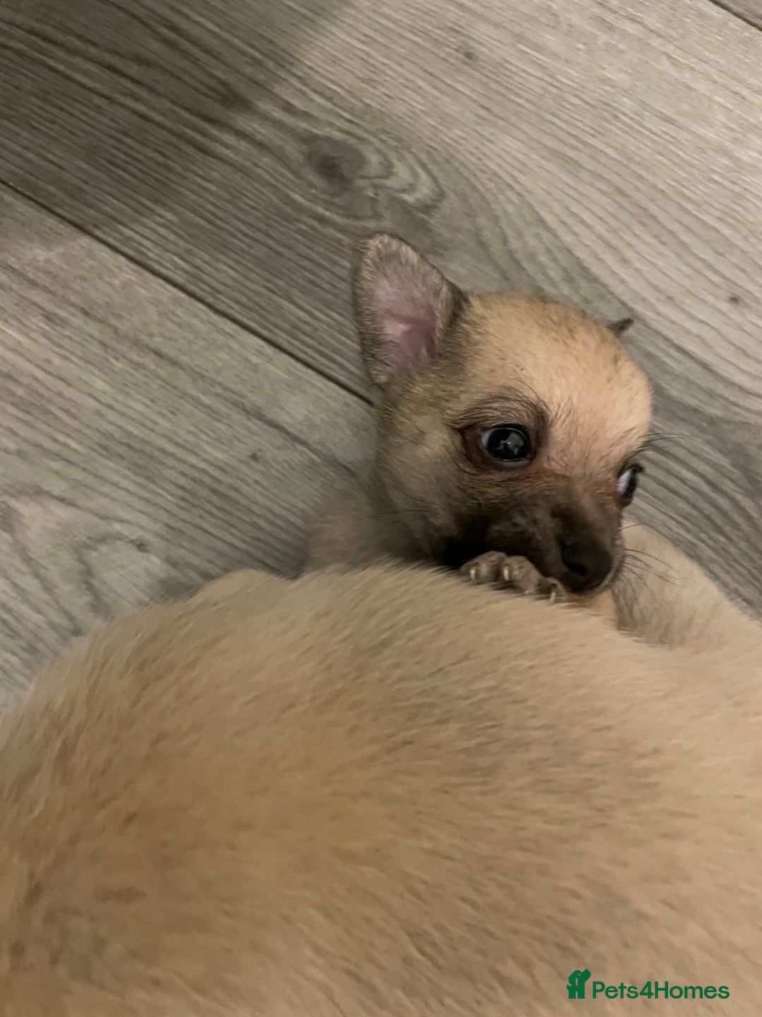 Miniature Pinscher dogs for sale: Miniature pinscher puppys - Advert 10