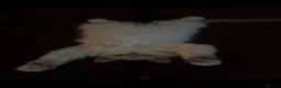 Ragdoll cats for sale: LUXURY RAGDOLL KITTENS  - Advert 3