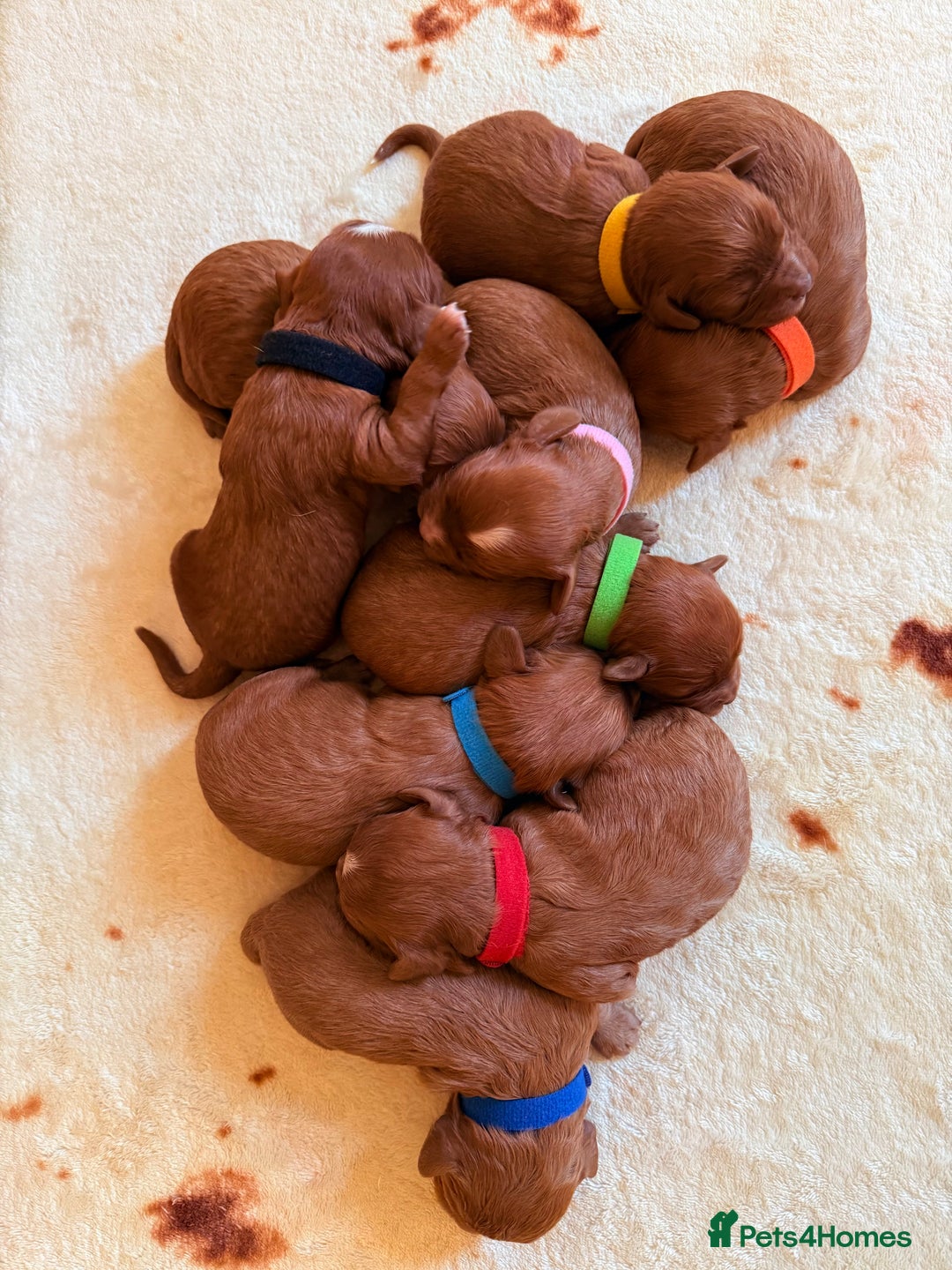 Cavapoo dogs for sale: *Stunning Ruby Red F1 Cavapoo Puppies For Sale* - Advert 1