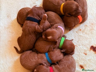 Cavapoo dogs *Stunning Ruby Red F1 Cavapoo Puppies For Sale* - Advert 1