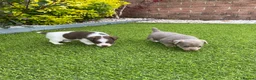 Jack Russell dogs for sale: Gorgeous Miniature Jack Russell Puppies  - Advert 8