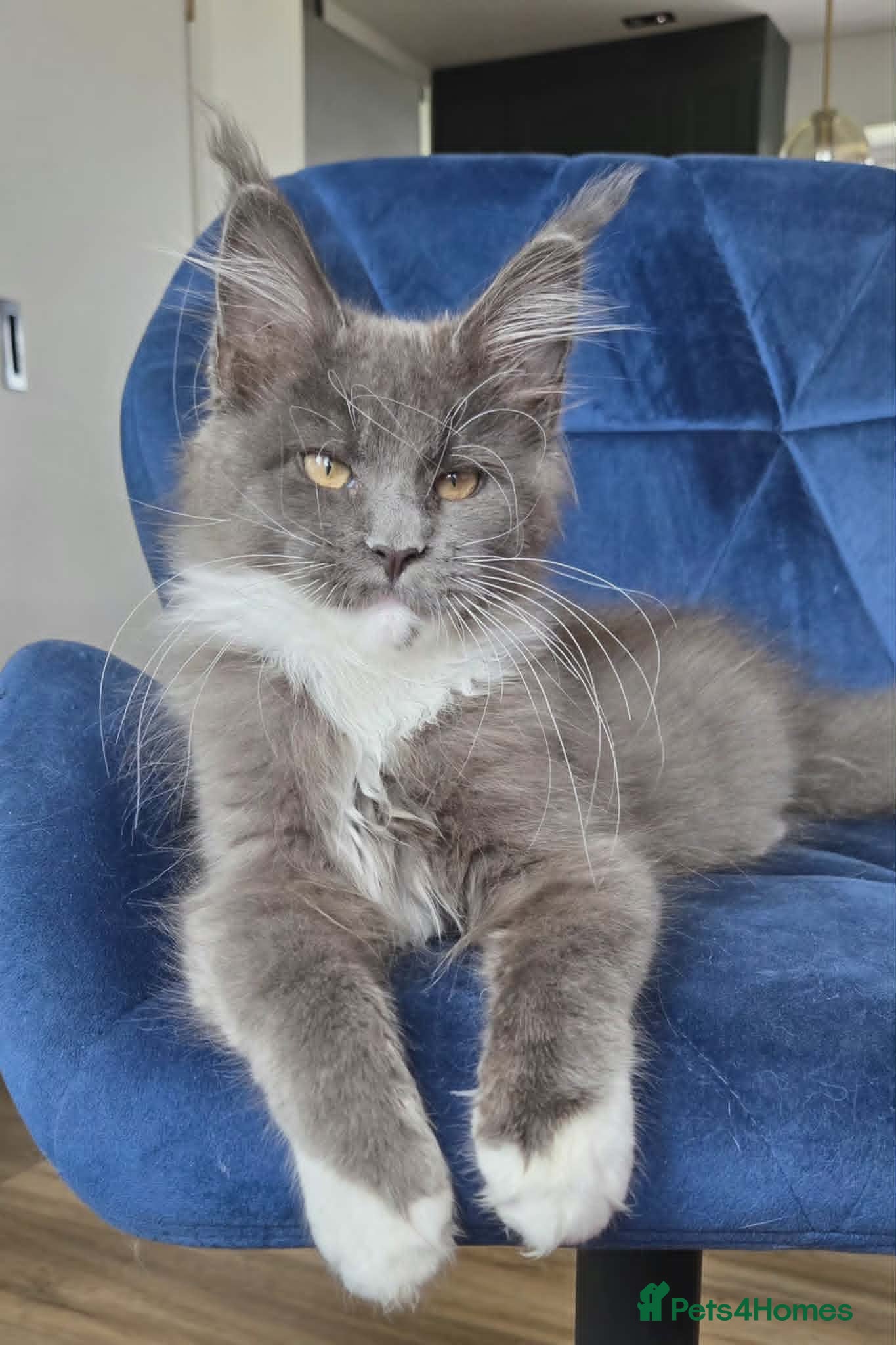 Maine Coon cats Maine Coon kittens, 2 girls , 1 boy  - Advert 1